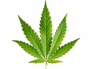 marijuana_1