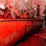 Pork production. Pig carcasses being drained of blood at an abattoir. Photographed at the Otkormochnoy company at Kaliningrad, Russia 