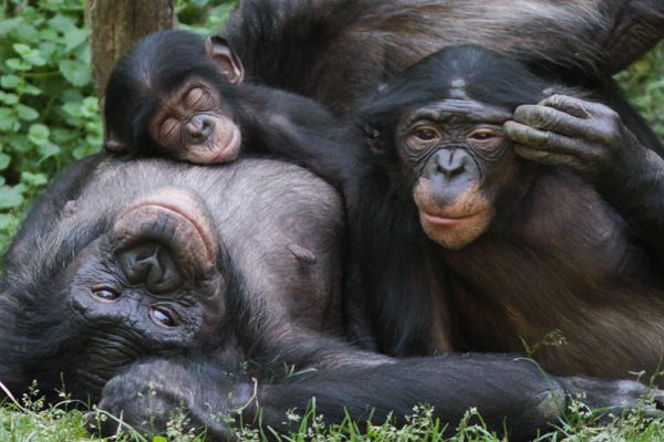 bonobo empathy