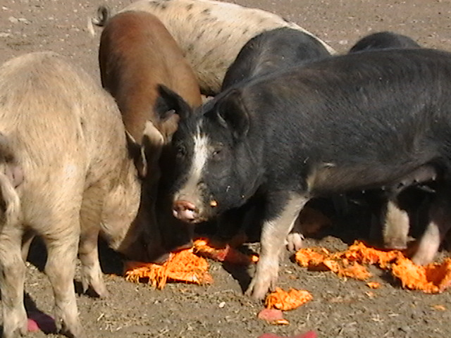 pigs 2